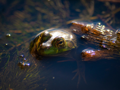 Foto: pixabay.com / twinumber_two